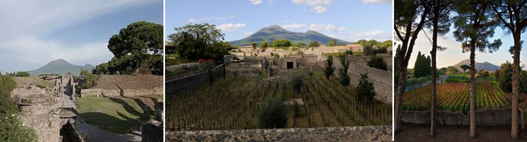 obnova vinic v Pompejích -Mastroberardino